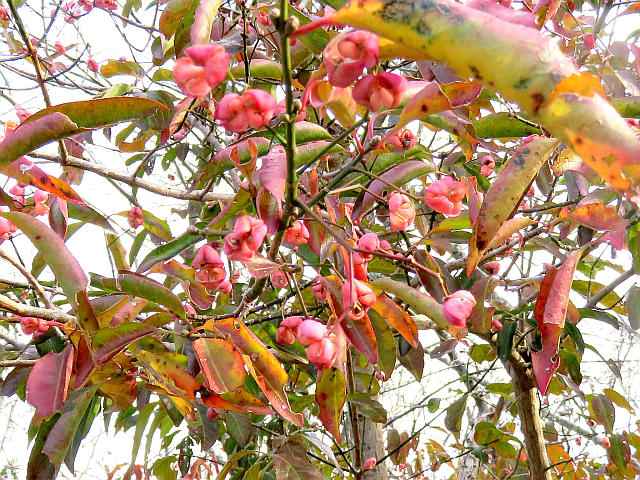 マユミ実、ナナミノキ実 他 : 当尾（とうの）からの風の便り