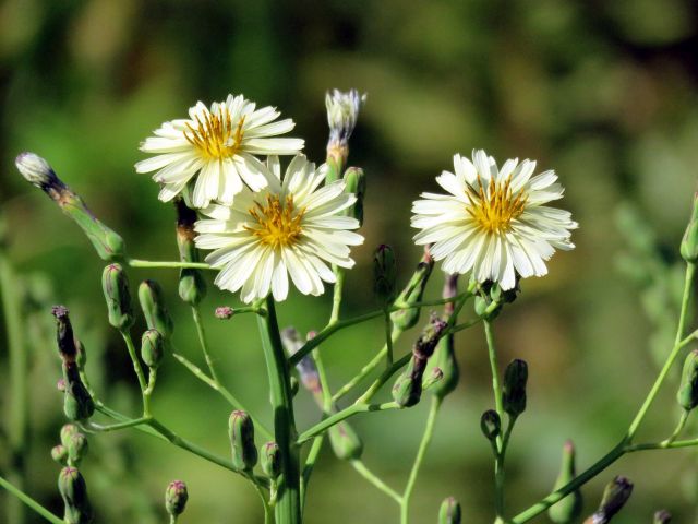 イボクサ センボンヤリ閉鎖花 他 当尾 とうの からの風の便り