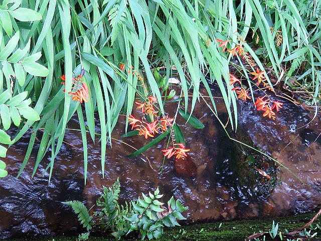 hime_hiougi_suisen01