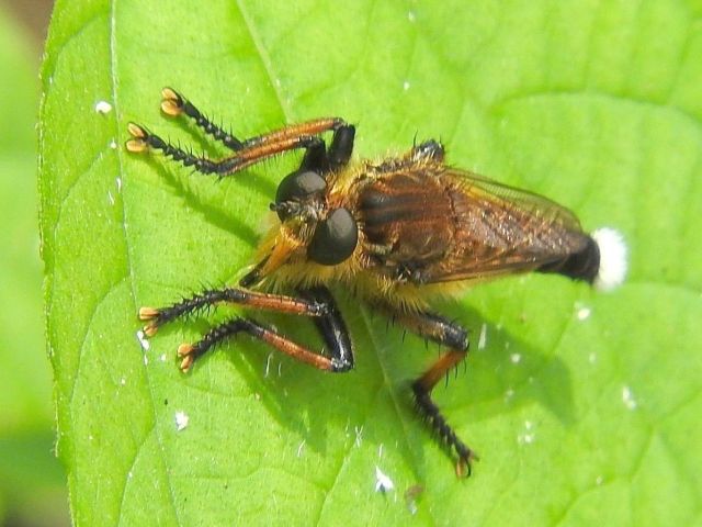 イシガケチョウ シオヤアブ 他 当尾 とうの からの風の便り