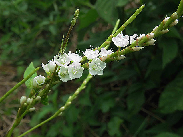 sirobana_sakuratade02