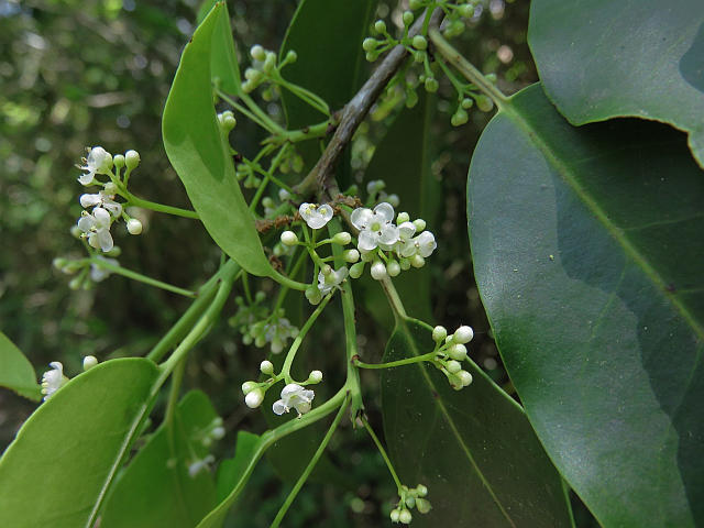 ナナミノキ ナギ 他 当尾 とうの からの風の便り