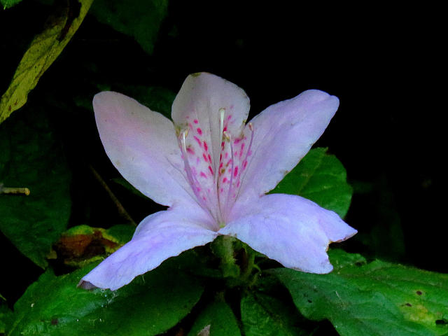 キヅタ コガンピ ルリヤナギ 他 当尾 とうの からの風の便り