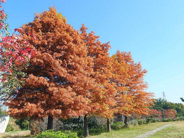紅葉いろいろ : 当尾(とうの)からの風の便り