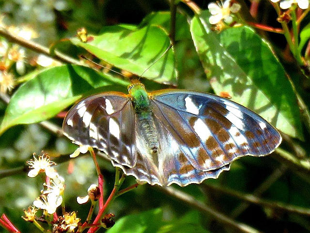 メスグロヒョウモン、クロヒカゲ 他 : 当尾（とうの）からの風の便り