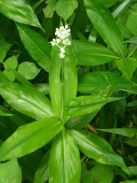 ヤブミョウガ 当尾 とうの からの風の便り