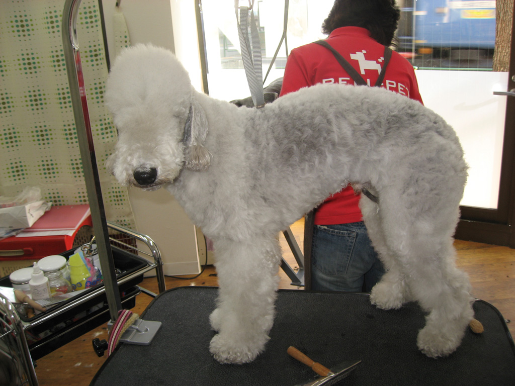 噂のベドリントン テリア Bell Pet Staffブログ Wan仔だらけ