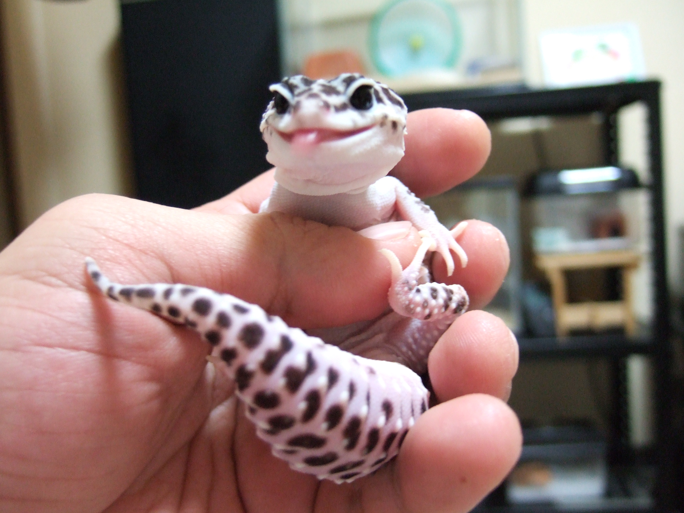 考えさせられる Frog The Blog