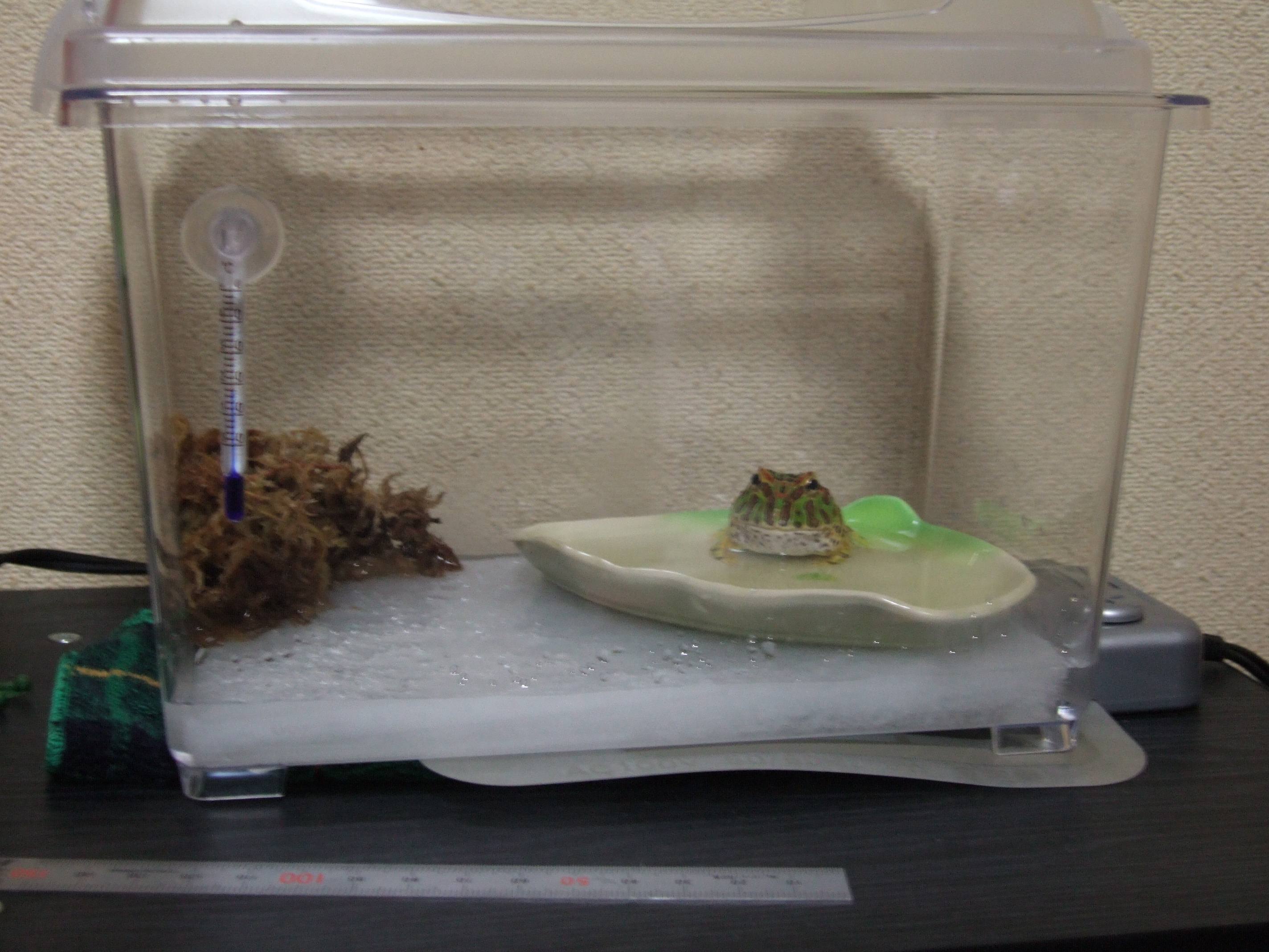 ベルツノガエル Frog The Blog