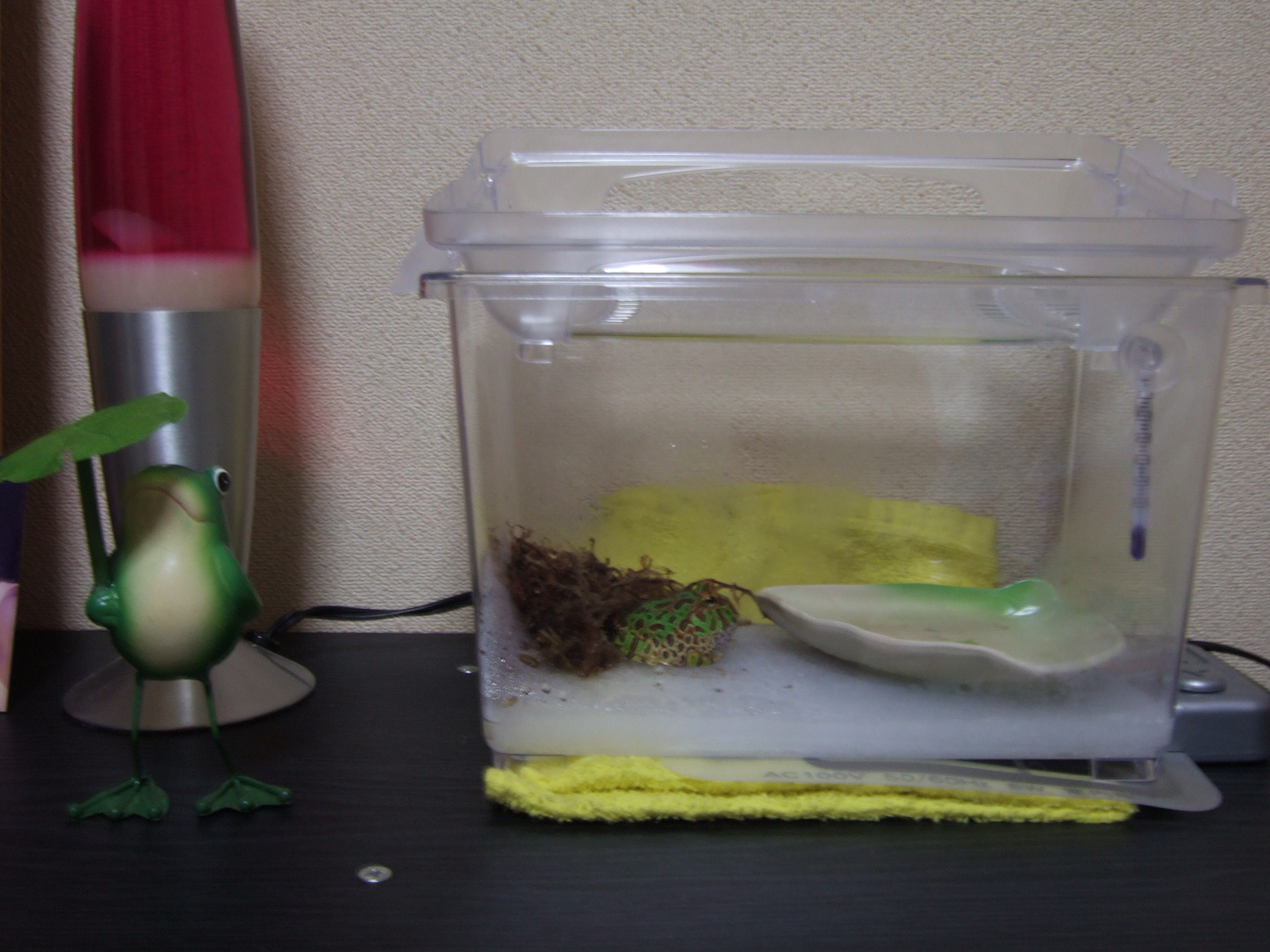 ベルツノガエル Frog The Blog