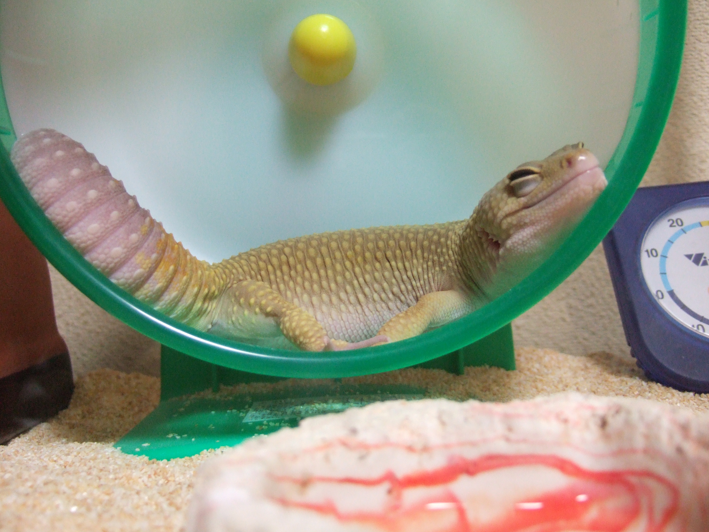 新しい寝方を開発中 Frog The Blog