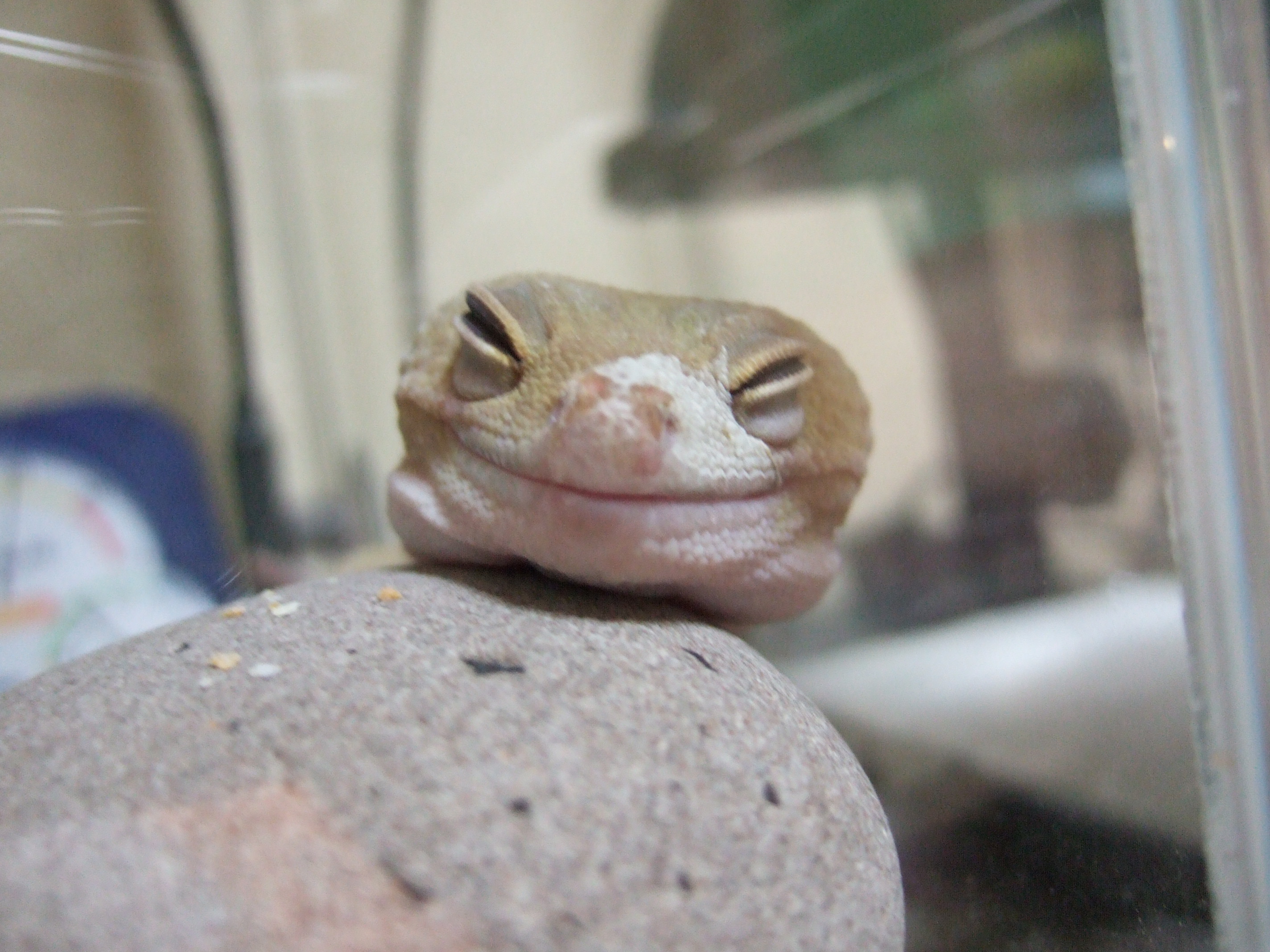 脱皮不全になる理由 Frog The Blog