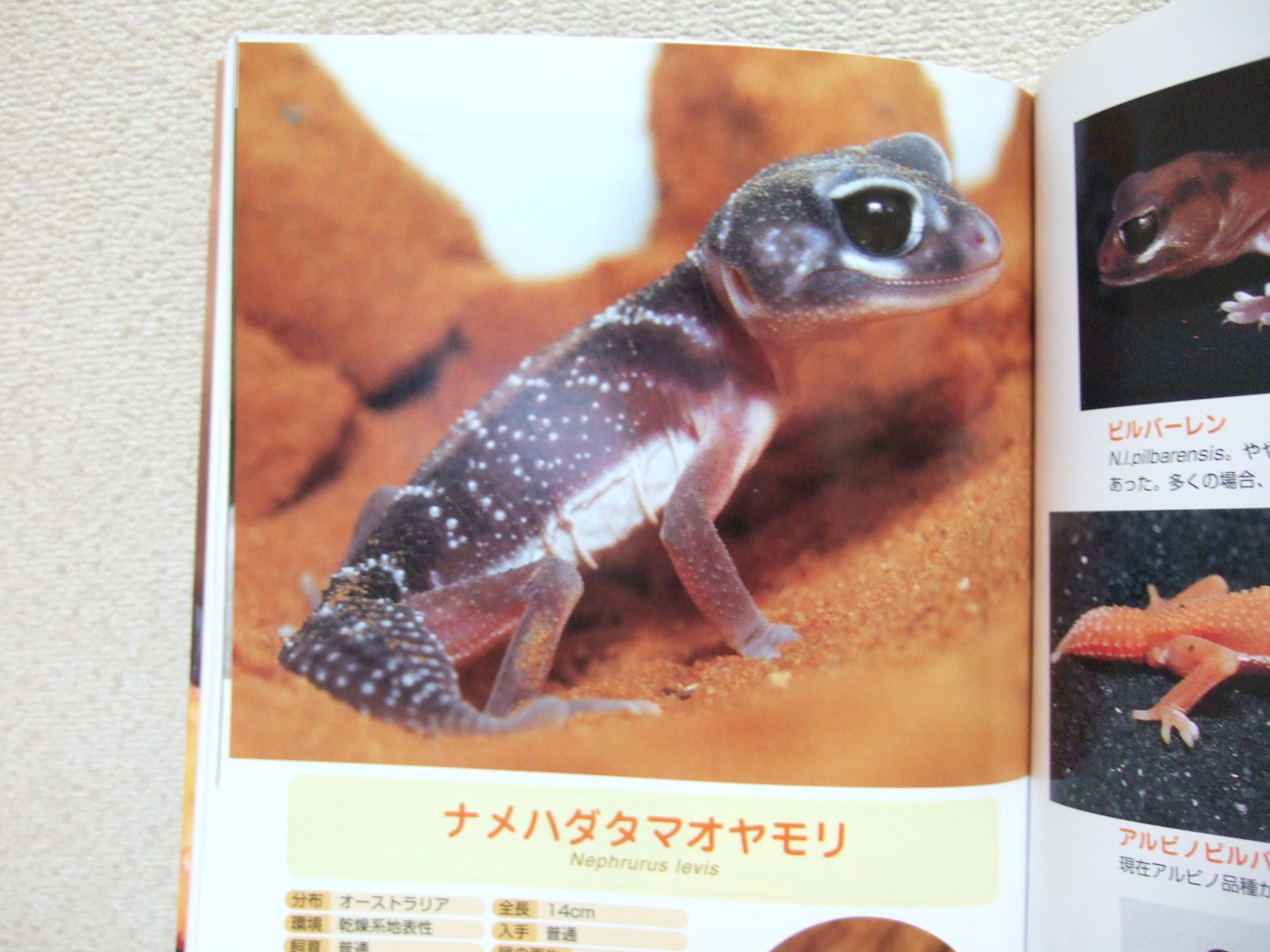 可愛いヤモリと暮らす本 Frog The Blog