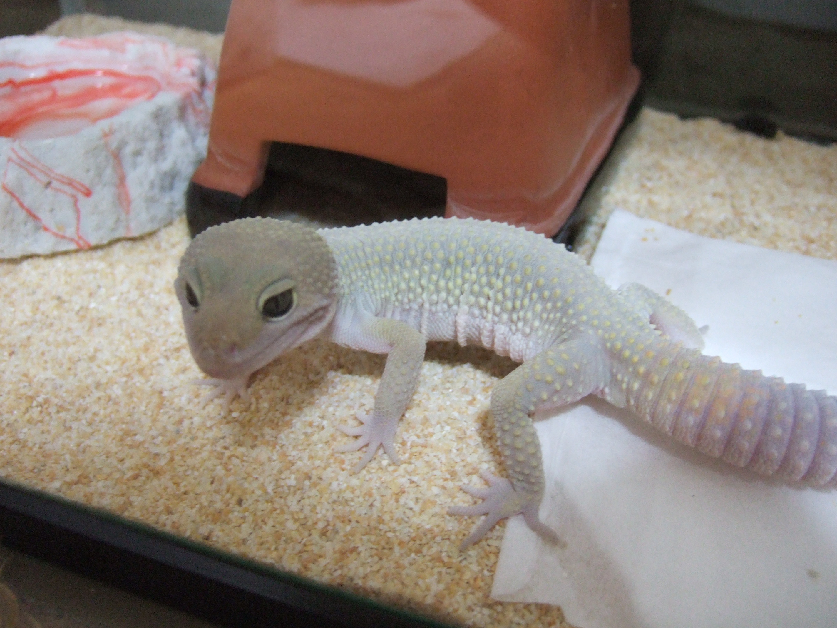 ブリザード Frog The Blog