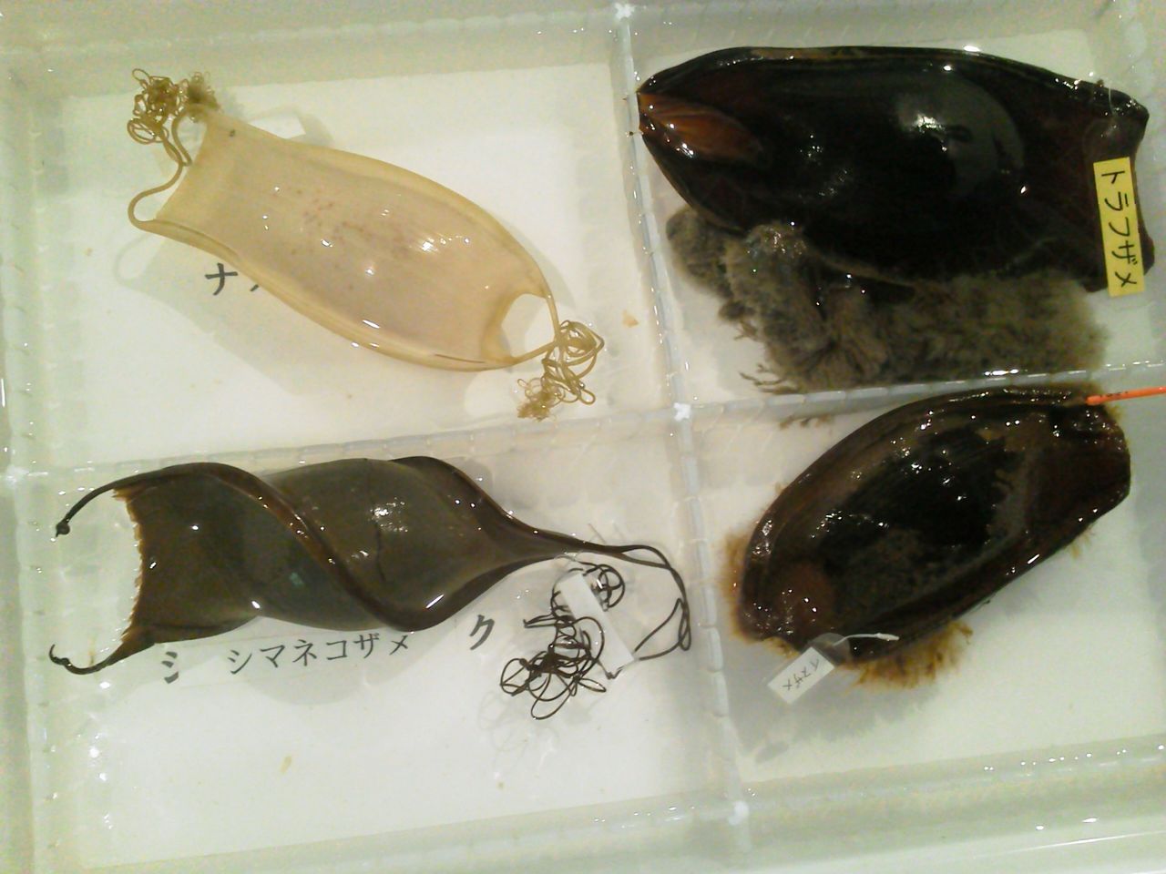 サメ卵タッチ Bella Passione サメ卵タッチ Bella Passione