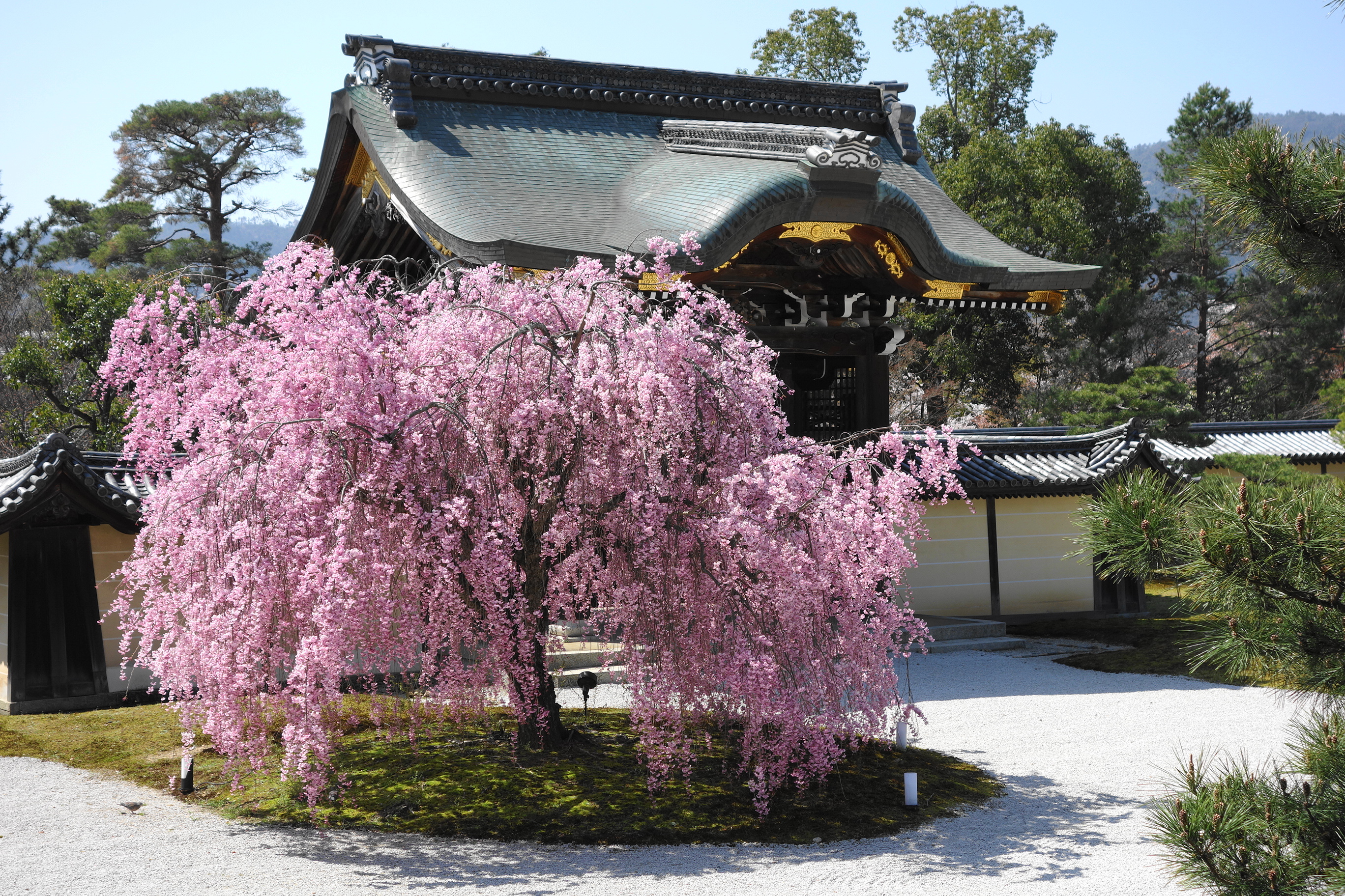 旧嵯峨御所 大覚寺の桜 仕事 人生 酒 そして 伊藤良紀ブログ Yoshinori Itoh S Blog
