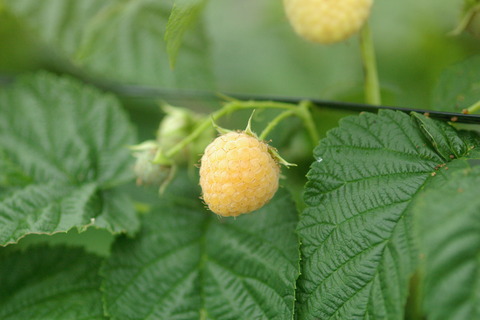 IMGP3553