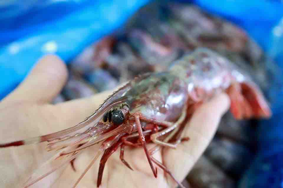 福島のズワイガニは今が旬 ｈａｇｉフランス料理店 ブログ