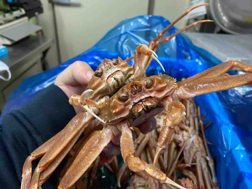 福島のズワイガニは今が旬 ｈａｇｉフランス料理店 ブログ