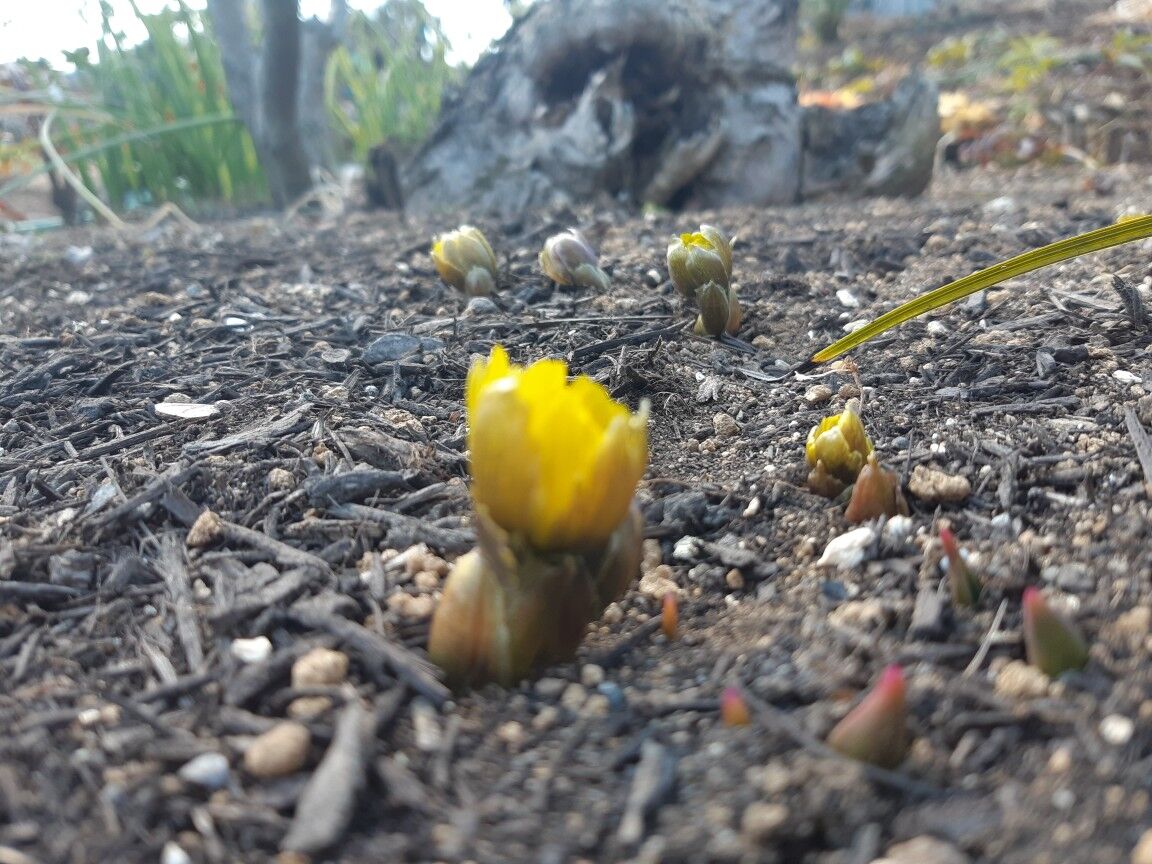 春福寿草