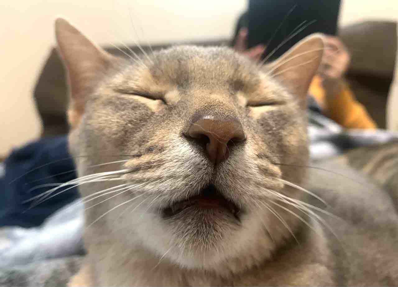 ブチャマンジュ ベンガル猫のbenelliとアビシニアンのbenjaminと家族の記録