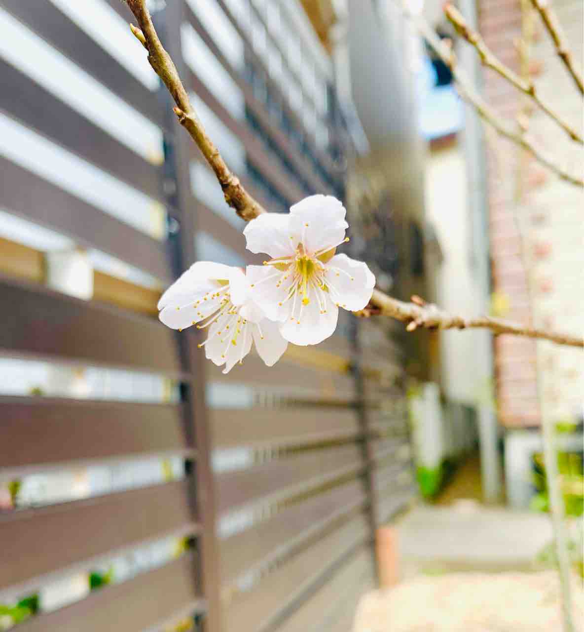 2輪だけのさくらんぼの花といつもの構図 ベンガル猫のbenelliとアビシニアンのbenjaminと家族の記録 2輪だけのさくらんぼの花といつもの構図 ベンガル猫のbenelliとアビシニアンのbenjaminと家族の記録