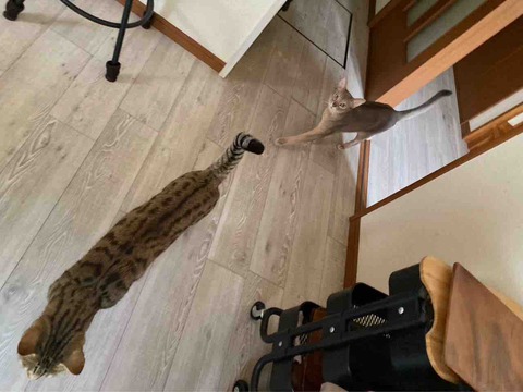 FullSizeRender