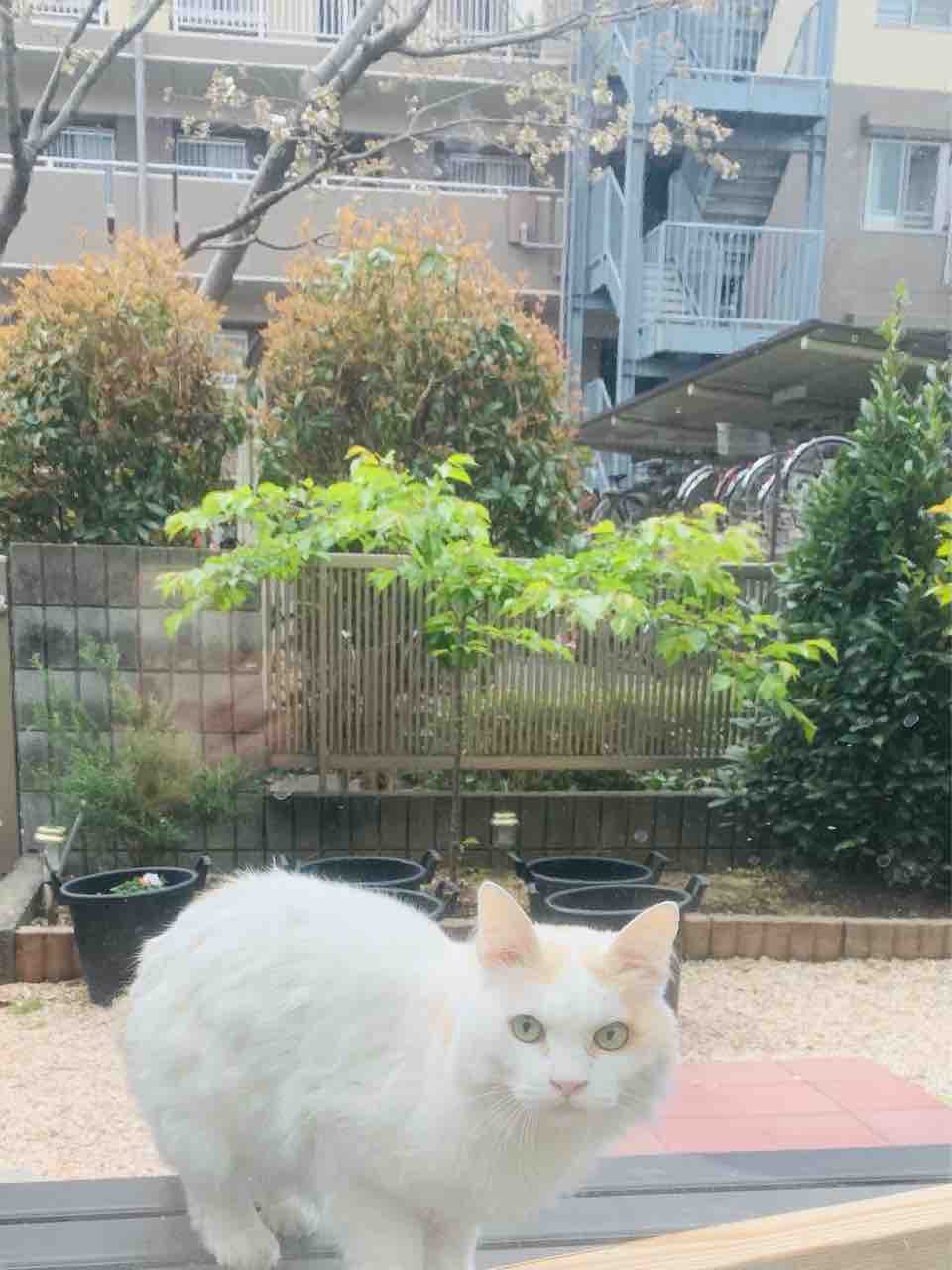 お庭に新たな猫 白ちゃん 登場 ベンガル猫のbenelliとアビシニアンのbenjaminと家族の記録