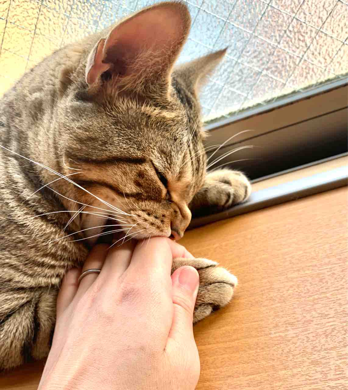つちのこかな ベンガル猫のbenelliとアビシニアンのbenjaminと家族の記録 つちのこかな ベンガル猫のbenelliとアビシニアンのbenjaminと家族の記録