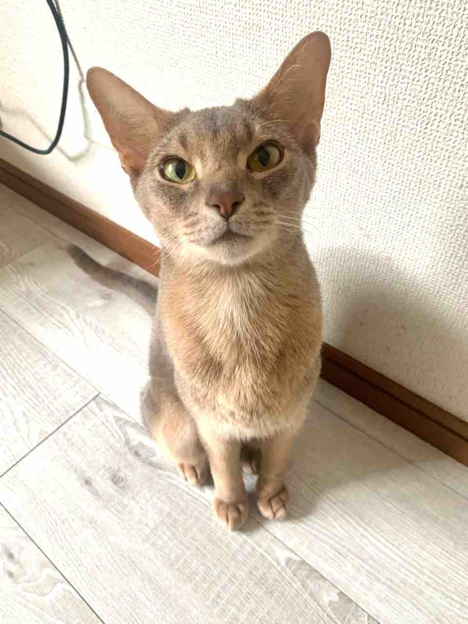 レジェンド松下さん推薦のボトルロケット ワインオープナー が凄かった ベンガル猫のbenelliとアビシニアンのbenjaminと家族の記録