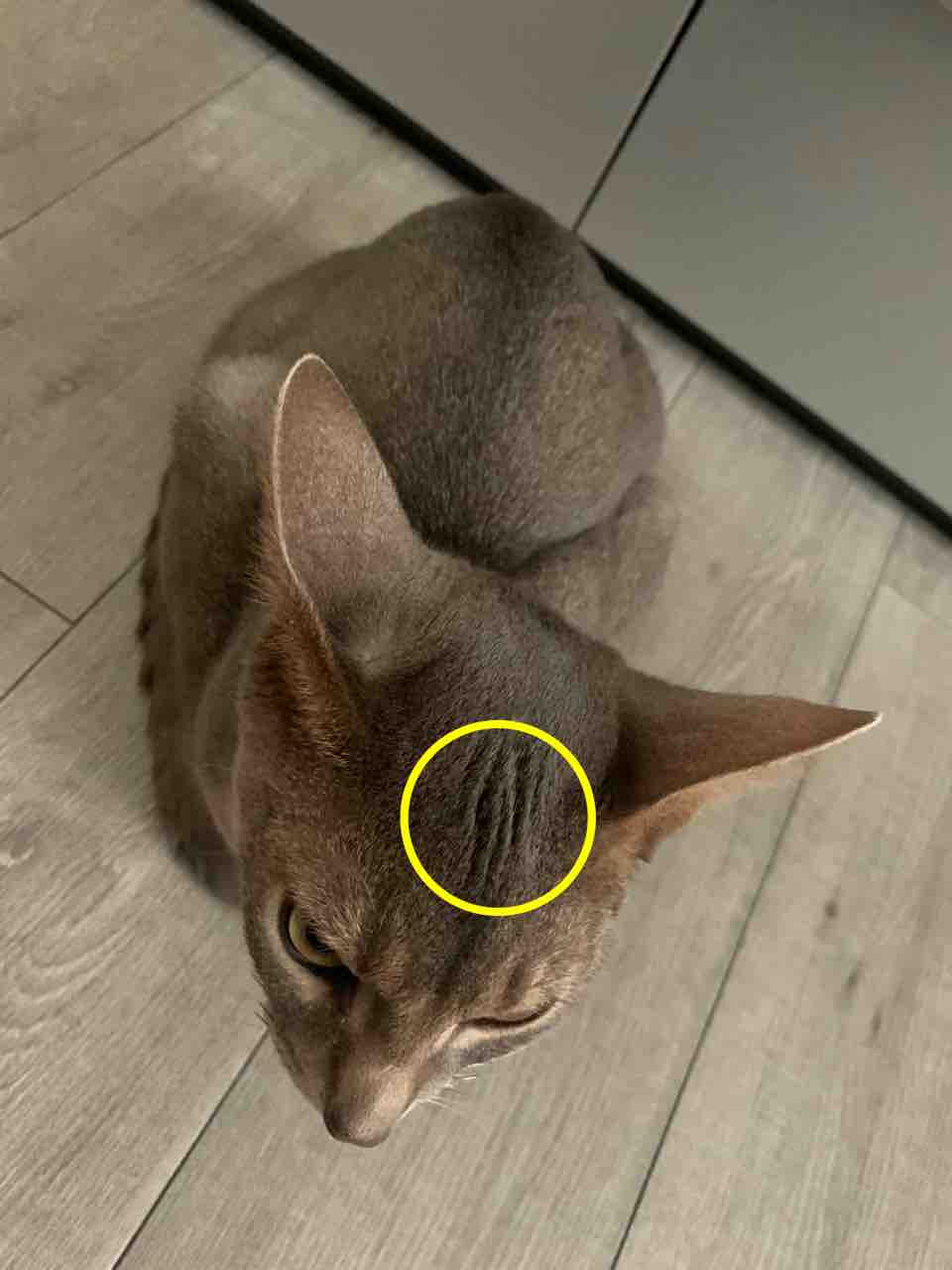 トランスフォーマーとジュラシックパークの豪華共演 ベンガル猫のbenelliとアビシニアンのbenjaminと家族の記録