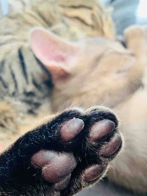 FullSizeRender
