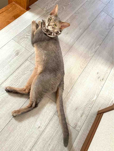 FullSizeRender