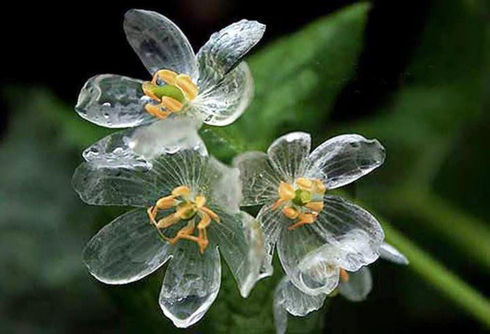 濡れると花びらが水晶のように透きとおる サンカヨウ が美しすぎて話題に ベンガル速報 濡れると花びらが水晶のように透きとおる サンカヨウ が美しすぎて話題に ベンガル速報