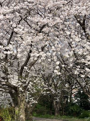 s-!cid_18ebb738437729d2a101