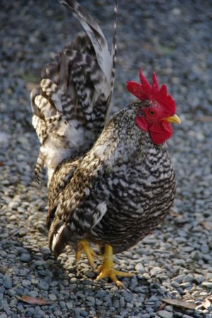 伊勢神宮のにわとり たまにblog