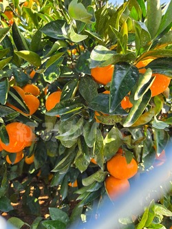 2025_1116_1006_37004