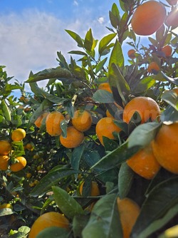 2025_1101_1422_50199