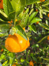 2025_1108_1437_16387