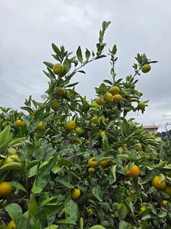 2025_1027_1358_14620