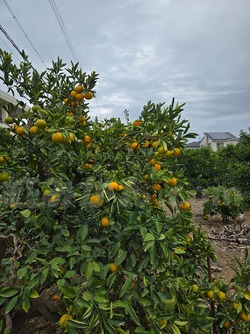 2025_1027_1355_25486