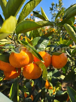 2025_1116_1008_44632