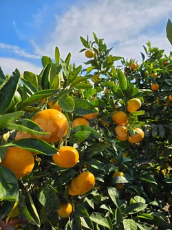 2025_1101_1424_22493