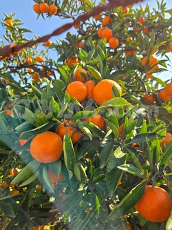 2025_1116_1011_59262