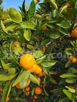 2025_1108_1441_50073