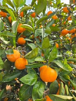 2025_1108_1449_22925