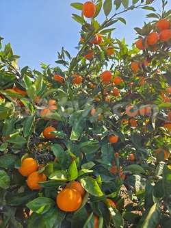 2025_1116_1009_07793