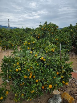 2025_1027_1354_35525