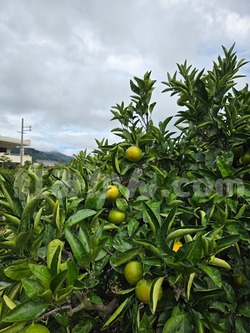 2025_1011_1533_53194