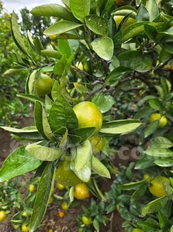 2025_1027_1351_26155